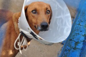 Prefeitura realizará mutirão de castração gratuita de cães