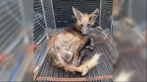 Ameaçado de extinção, lobo-guará é resgatado com sarna e sinais de desnutrição no interior de SP