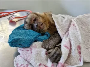 Mata Ciliar de Jundiaí recebe macaco-prego que era criado como pet no interior de SP