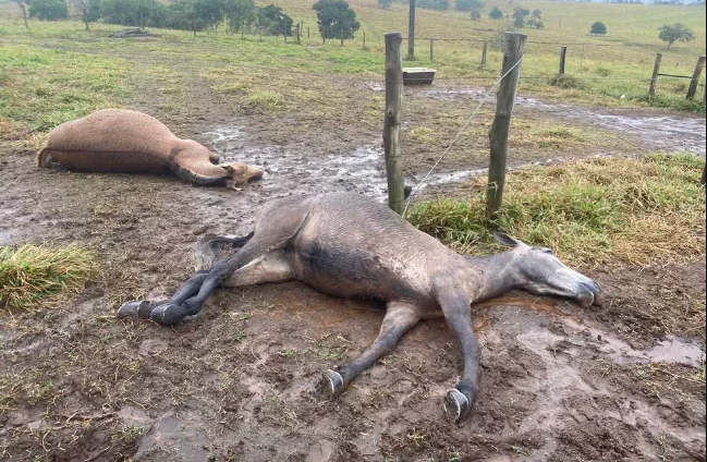Fio de alta tensão cai em pasto e mata animais em Itapetininga; prejuízo é de R$ 35 mil, diz produtor