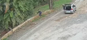 Mulher arremessa e abandona filhotes de cachorro em estrada no interior de SP; veja