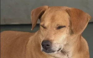 ‘Hachiko de Guariba’: há 8 anos, cachorro espera por tutora que morreu na Santa Casa da cidade no interior de SP