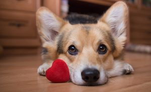 Prefeitura de Botucatu realizará mutirão de castração gratuita para cães