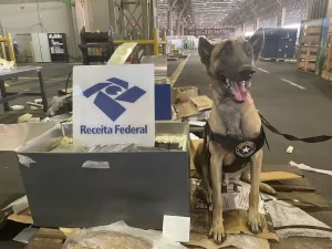 Receita Federal apreende 246 kg de haxixe no Aeroporto de Viracopos; flagrante é o maior do ano