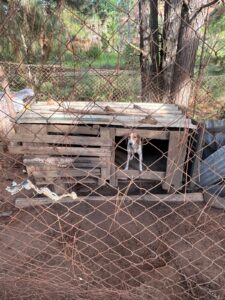 POLÍCIA CIVIL PRENDE HOMEM POR MAUS-TRATOS CONTRA ANIMAIS EM ITATINGA