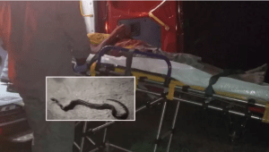 Homem é mordido por filhote de sucuri e reage mordendo a cobra no interior de SP