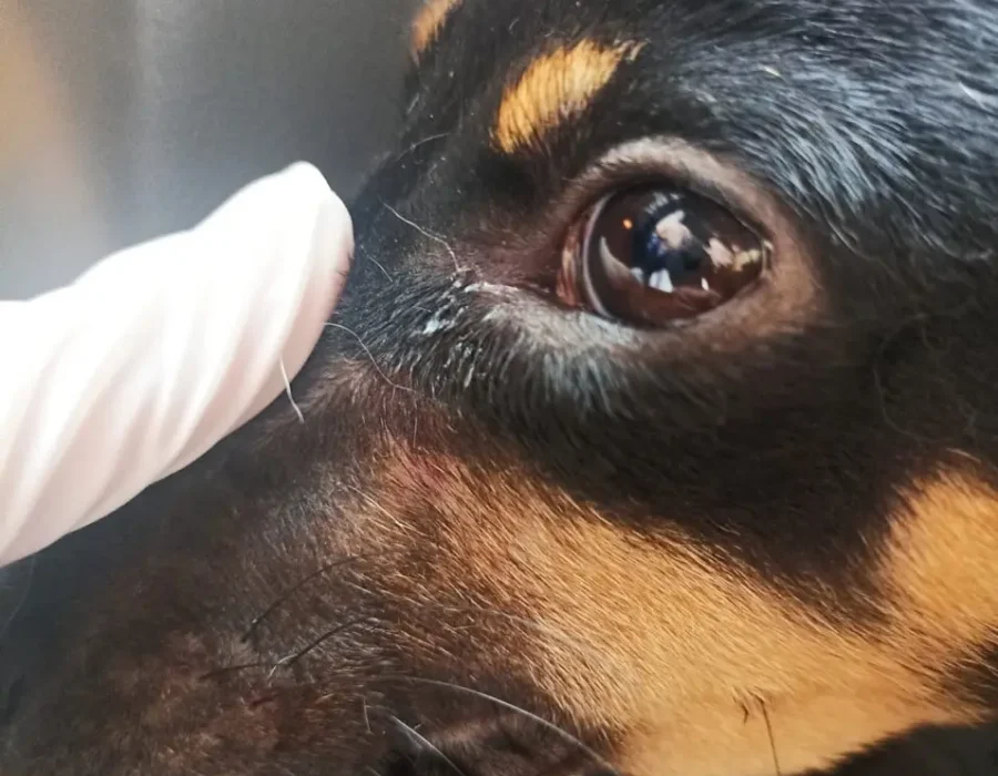 14news.com.br-apos-denuncia-no-departamento-de-protecao-animal-homem-e-preso-por-maus-tratos-14news.com-.br-apos-denuncia-no-departamento-de-protecao-animal-homem-e-preso-por-maus-tratos-