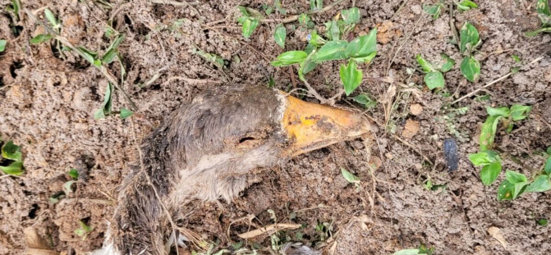 14news.com.br-bichos-de-criacao-sao-mortos-por-cachorrada-solta-na-mina-img-20240418-wa0087