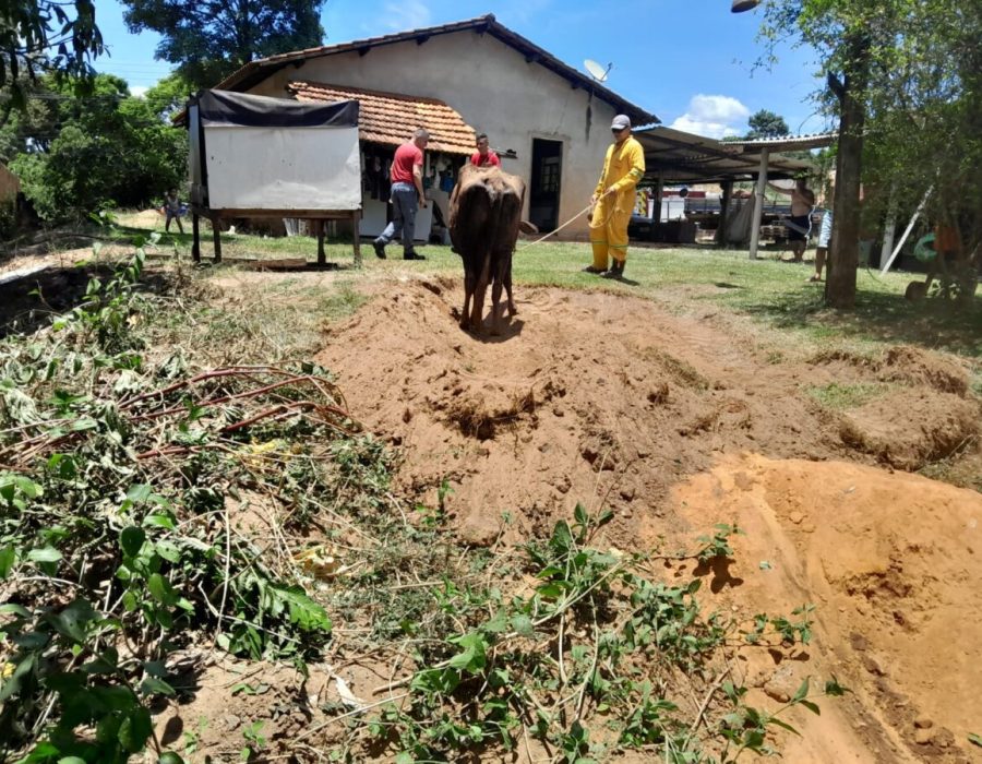 14news.com.br-bombeiros-e-defesa-civil-resgatam-vaca-que-caiu-em-fossa-com-4-metros-img-20231225-wa0034