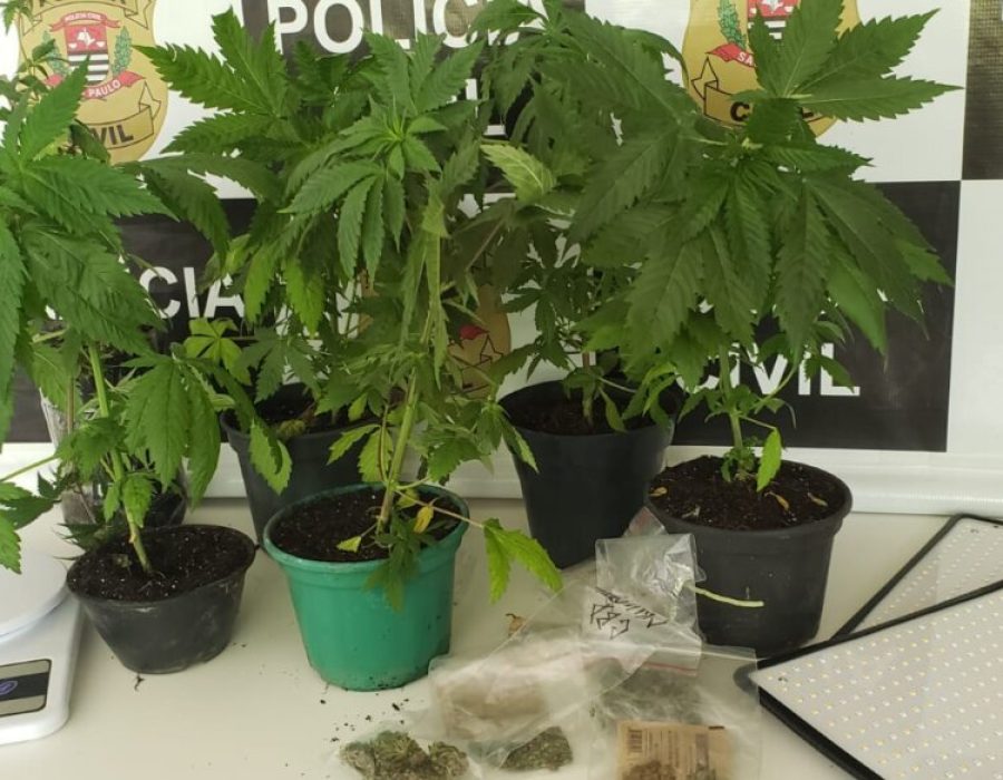 14news.com.br-dise-localiza-cultivo-de-maconha-em-residencia-img-20240913-wa0172