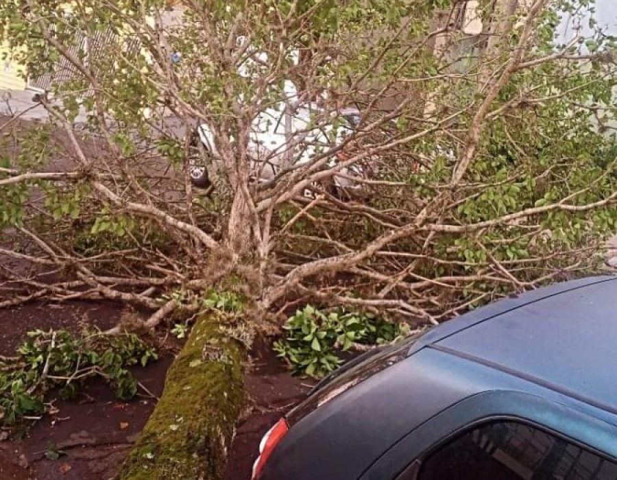 14news.com.br-foi-livramento-diz-moradora-apos-ter-carro-atingido-por-arvore-fb-img-1695855222148