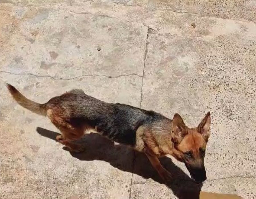 14news.com.br-homem-e-preso-por-maus-tratos-a-animal-em-itatinga-14news.com-.br-homem-e-preso-por-maus-tratos-a-animal-em-itatinga-image