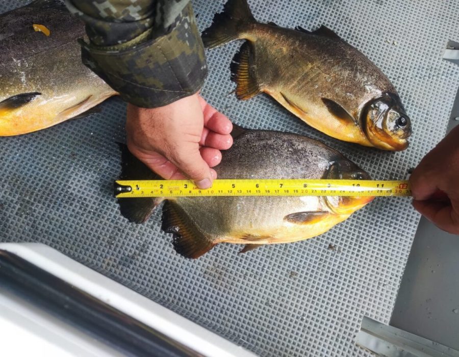 14news.com.br-homens-sao-multados-apos-pesca-ilegal-img-20231026-wa0074