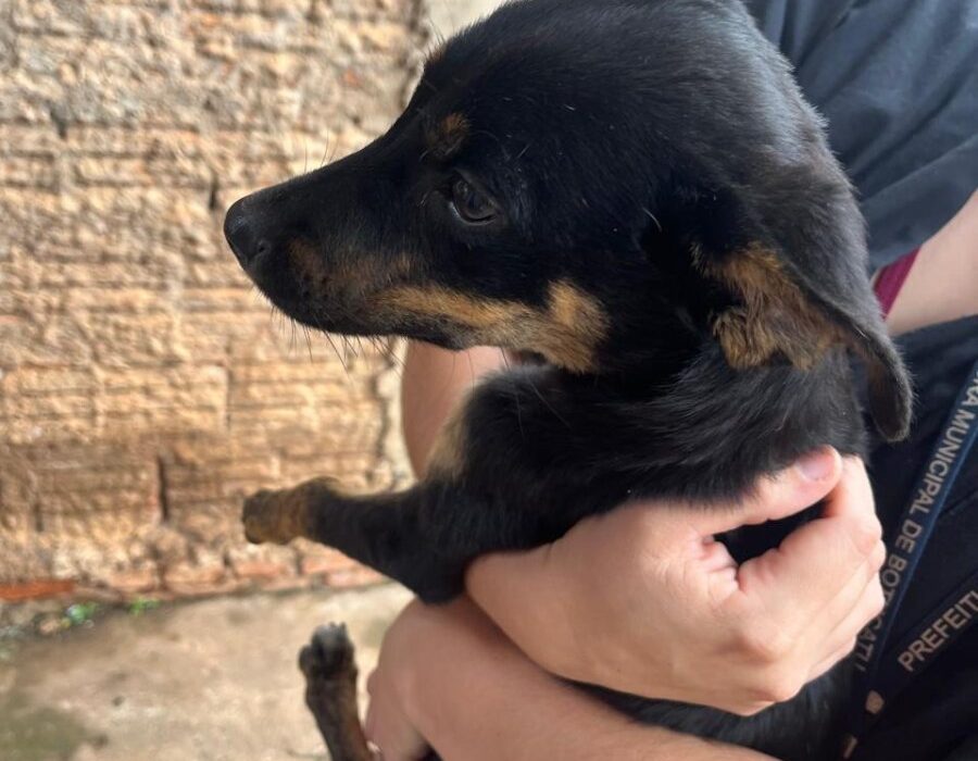 14news.com.br-mulher-de-27-anos-e-presa-por-maus-tratos-a-animais-img-20241210-wa0043