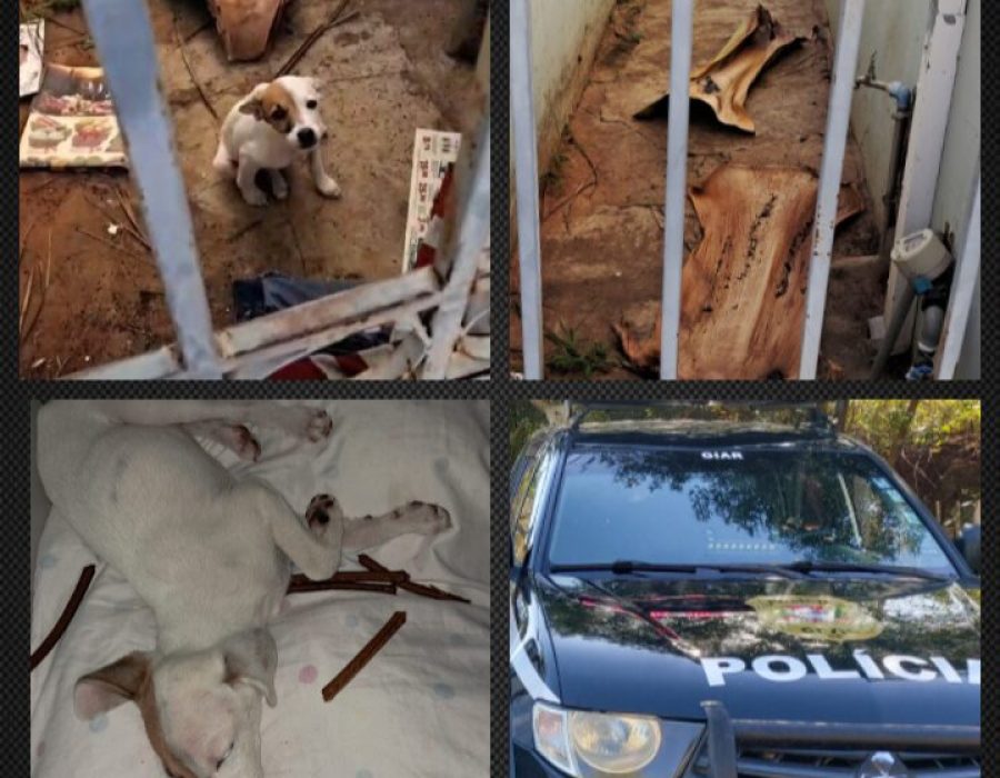 14news.com.br-mulher-e-presa-apos-abandono-de-animal-14news.com-.br-mulher-e-presa-apos-abandono-de-animal-screenshot-20240722-155148-486