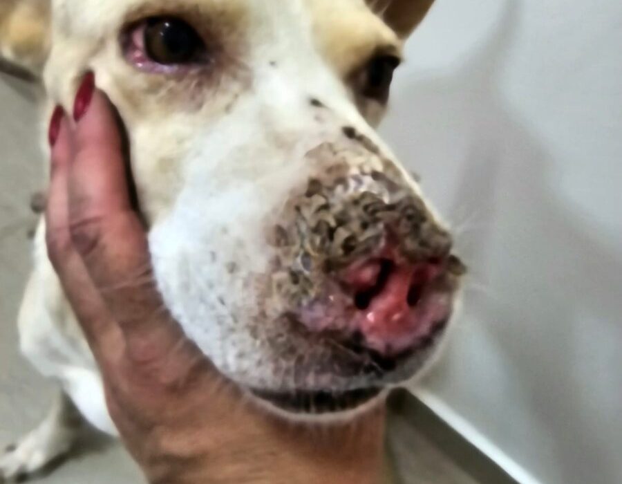 14news.com.br-mulher-e-presa-em-flagrante-por-maus-tratos-contra-cao-img-20231027-wa0077