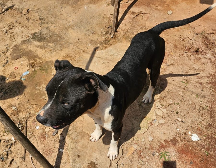 14news.com.br-mulher-e-presa-em-flagrante-por-maus-tratos-contra-dois-caes-img-20231019-wa0069