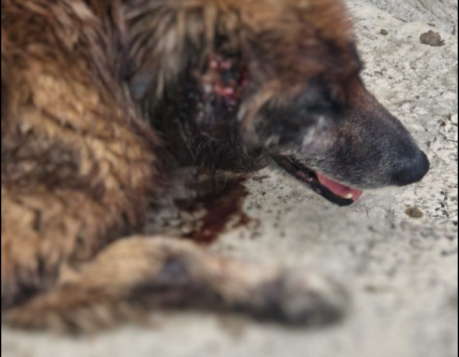 14news.com.br-mulher-e-presa-por-maus-tratos-na-regiao-sul-de-botucatu-14news.com-.br-mulher-e-presa-por-maus-tratos-na-regiao-sul-de-botucatu-screenshot-20231122-122356-641