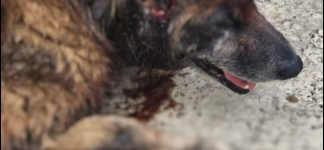 14news.com.br-mulher-e-presa-por-maus-tratos-na-regiao-sul-de-botucatu-14news.com-.br-mulher-e-presa-por-maus-tratos-na-regiao-sul-de-botucatu-screenshot-20231122-122356-641