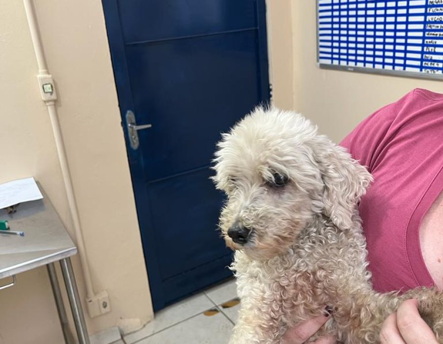 14news.com.br-mulher-e-presa-por-nao-levar-cao-para-o-veterinario-caozinho