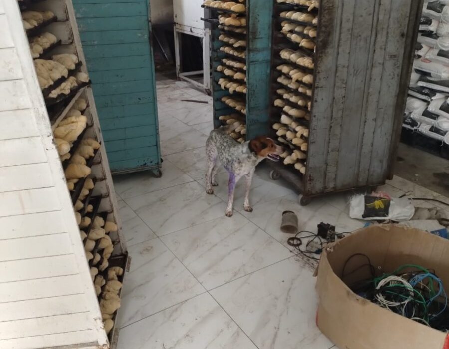 14news.com.br-operacao-da-policia-civil-interdita-fabrica-de-paes-e-farinha-de-rosca-em-porangaba-img-20231124-wa0187