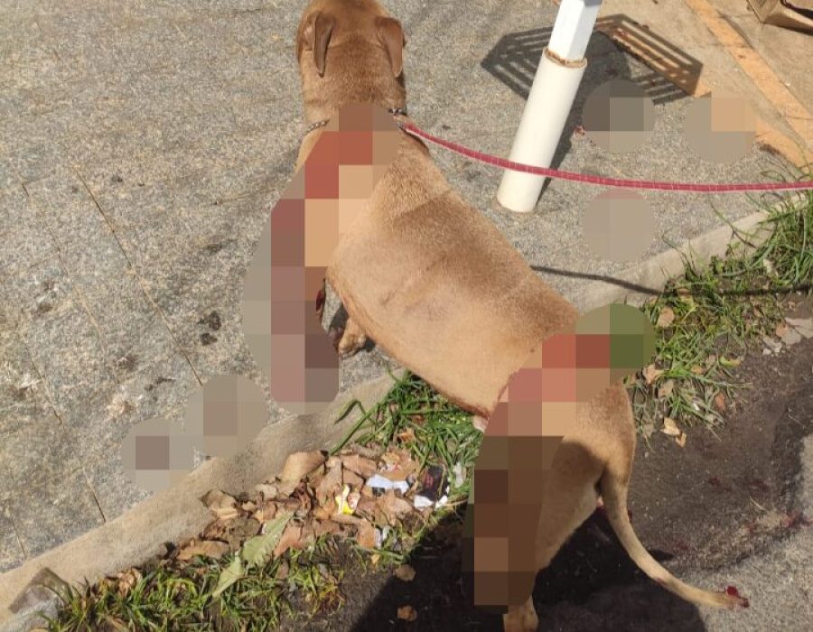 14news.com.br-pit-bull-escapa-de-residencia-ataca-cao-menor-e-e-esfaqueado-14news.com-.br-pit-bull-escapa-de-residencia-ataca-cao-menor-e-e-esfaqueado-screenshot-20240815-143649-552