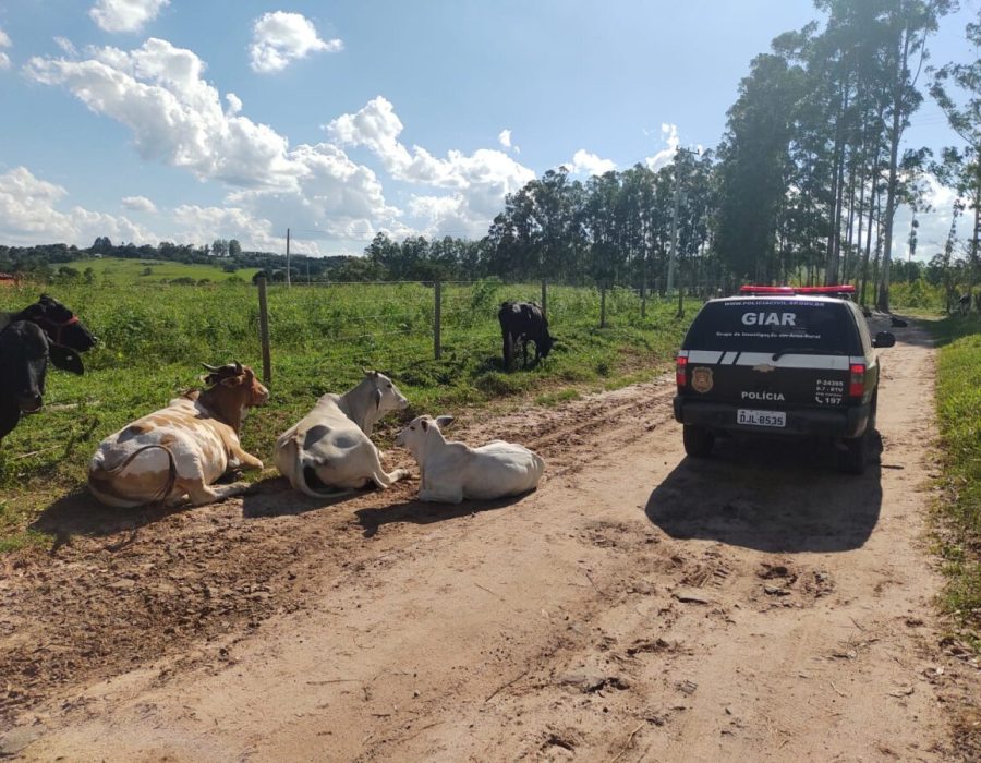 14news.com.br-policia-civil-desarticula-quadrilha-que-roubou-349-cabecas-de-gado-em-itatinga-gado-policia-civil-pc-itatinga-vtr-3