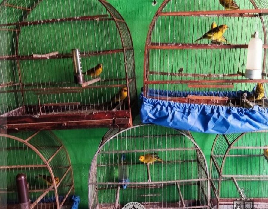 14news.com.br-policia-localiza-aves-escondidas-embaixo-da-cama-armario-e-guarda-roupas-14news.com-.br-policia-localiza-aves-escondidas-embaixo-da-cama-armario-e-guarda-roupas-screenshot-20231107-