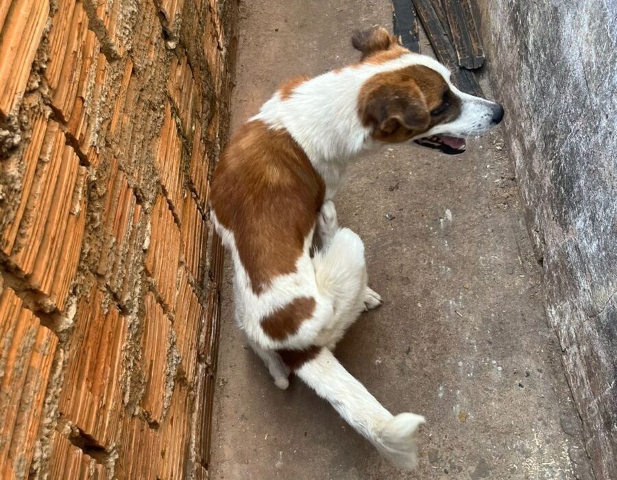 14news.com.br-policia-realiza-prisao-por-maus-tratos-a-animal-img-20230925-wa0042