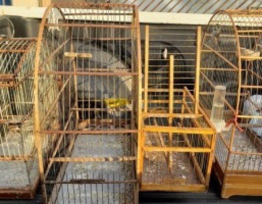 1_crime_ambiental_len__is_3-4177816