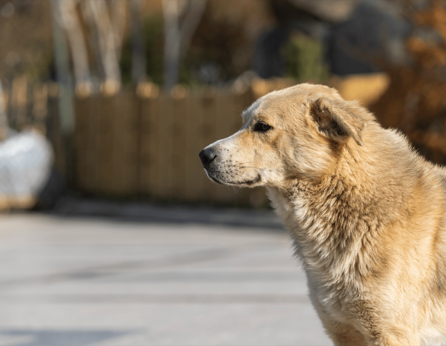 2024-08-26-10-38-13-cachorro-caramelo