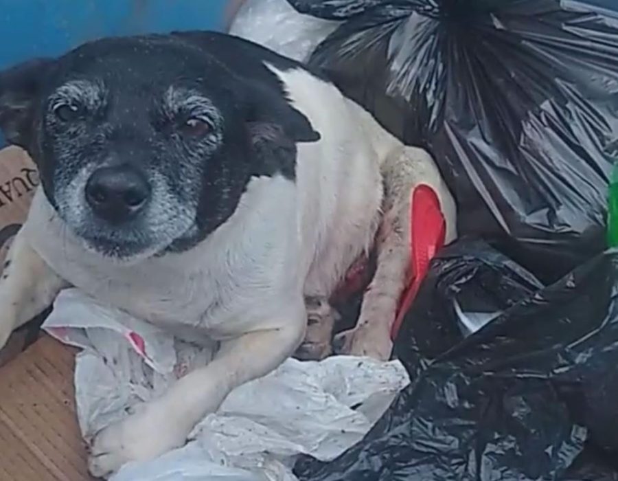 36200e51-7448-4c95-9988-1a3e51613eff