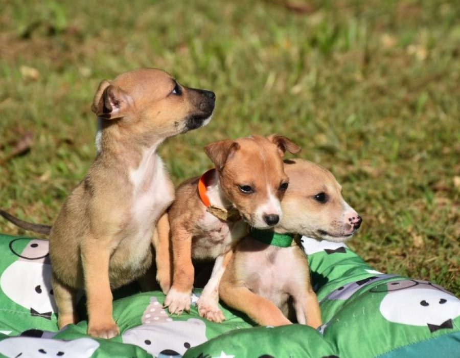 3bae89a3d0eac110f962311f3ef08638