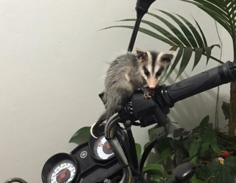 596fab398af4e46862a8780bec999ea4