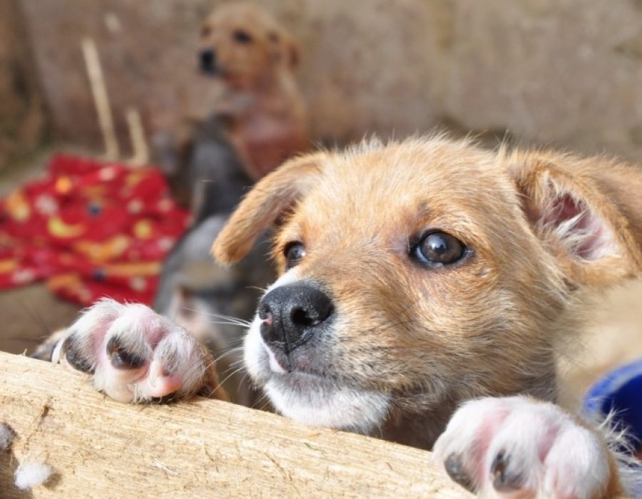 65ba3e8fb51fbc47e111580a9c1bdca3