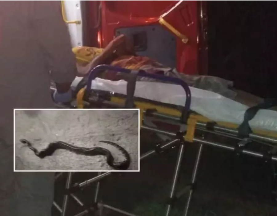 Homem é mordido por cobra (Foto: Gabriel Delena / Jornal Meio Dia)