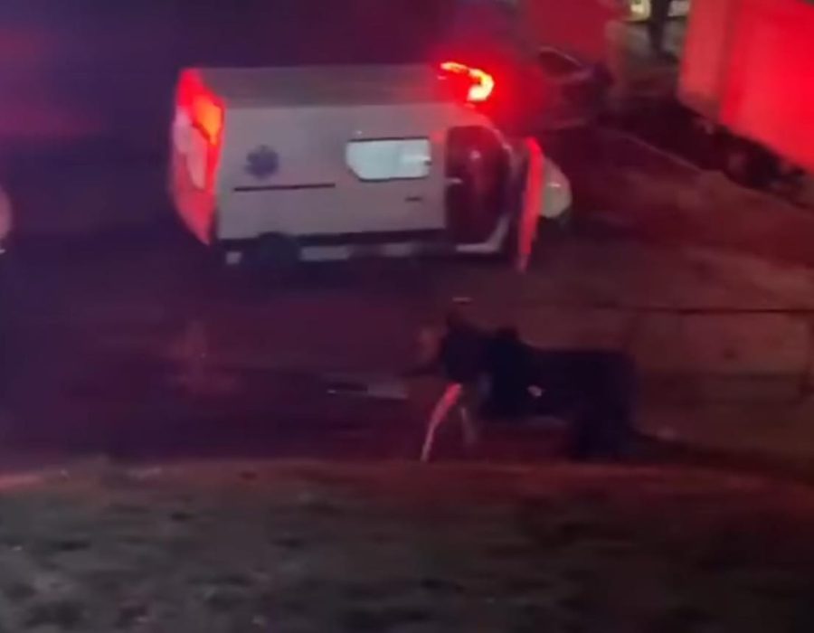 Imagem do WhatsApp de 2023-12-11 à(s) 16.18.41_5432e895