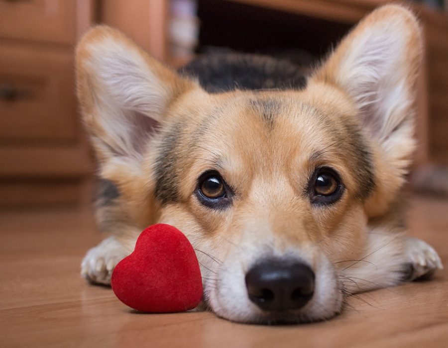 A dog with a red heart. Valentine's Day.