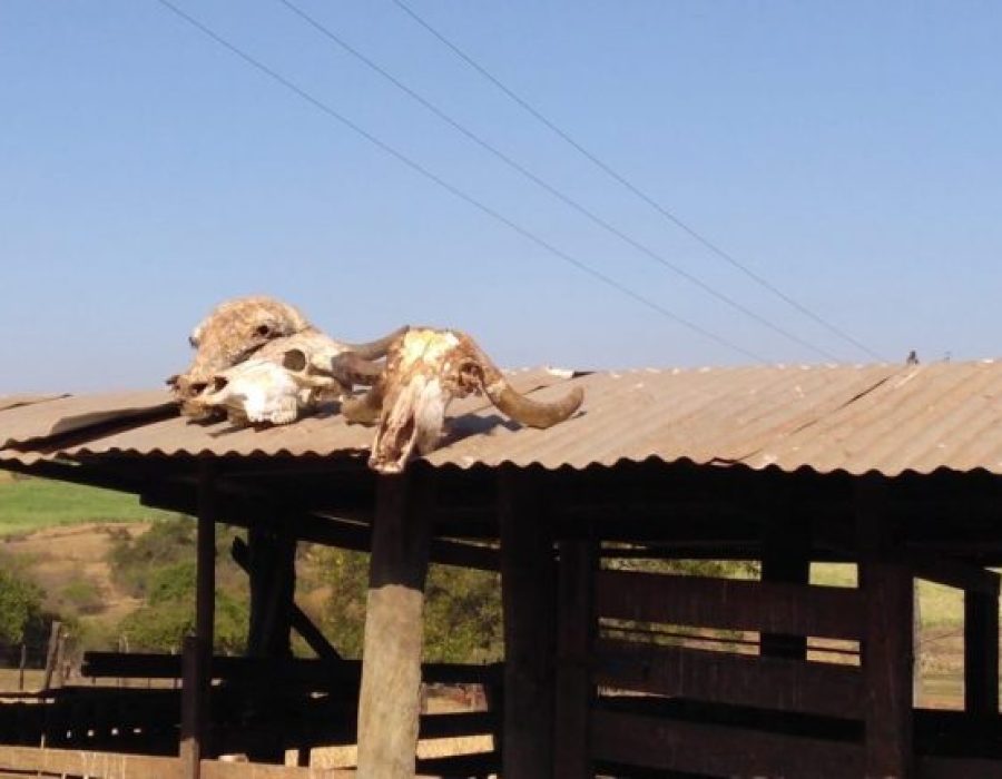 abate-ilegal-sitio-borborema-260721-768x432