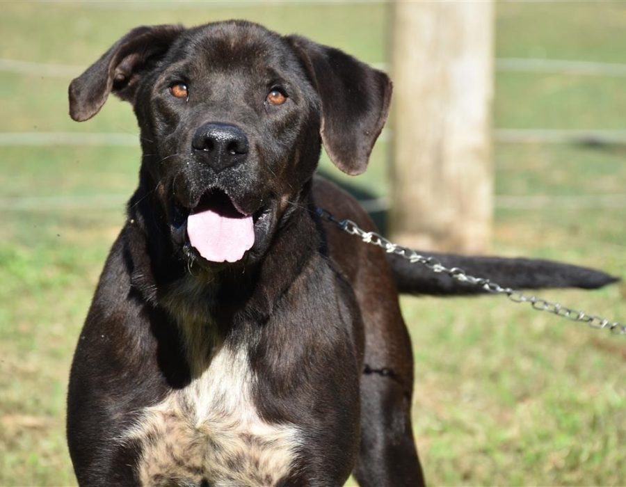 adocao_canil_04043644