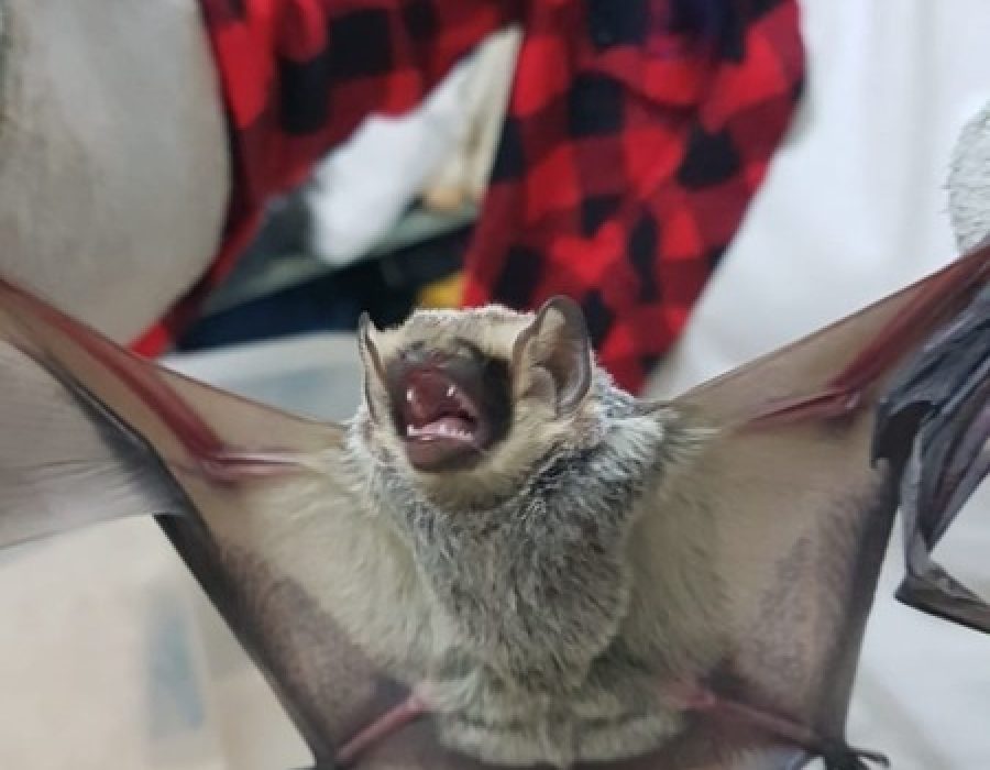 afa25992e94aef165dda46f635a77d8f