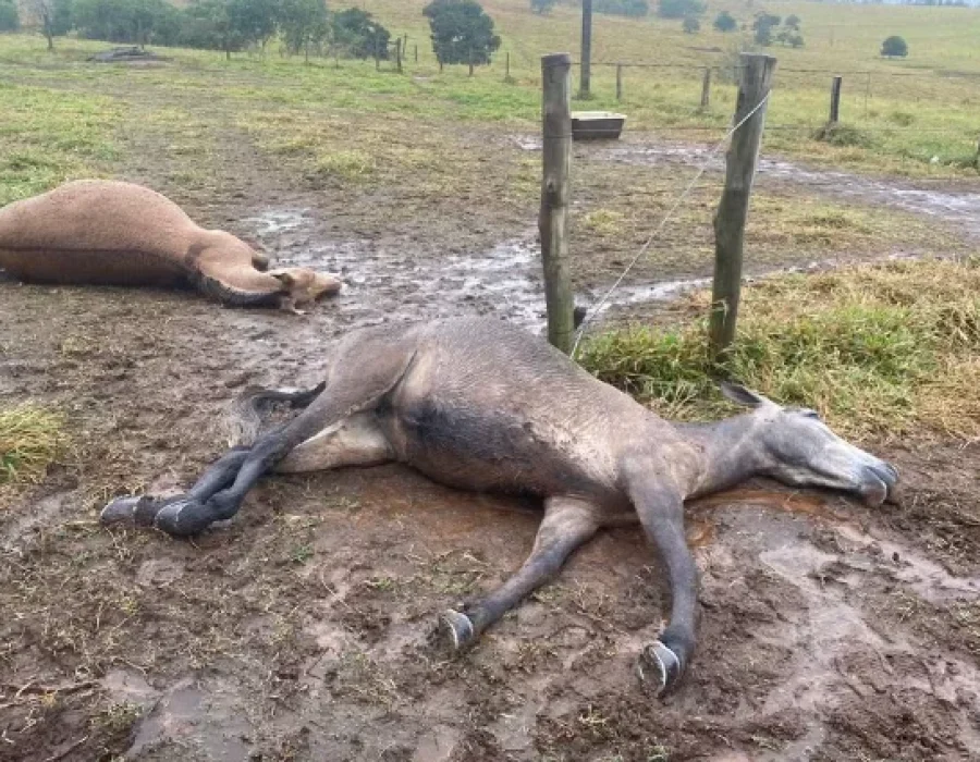 animais-mortos-energia-itapetininga-090724