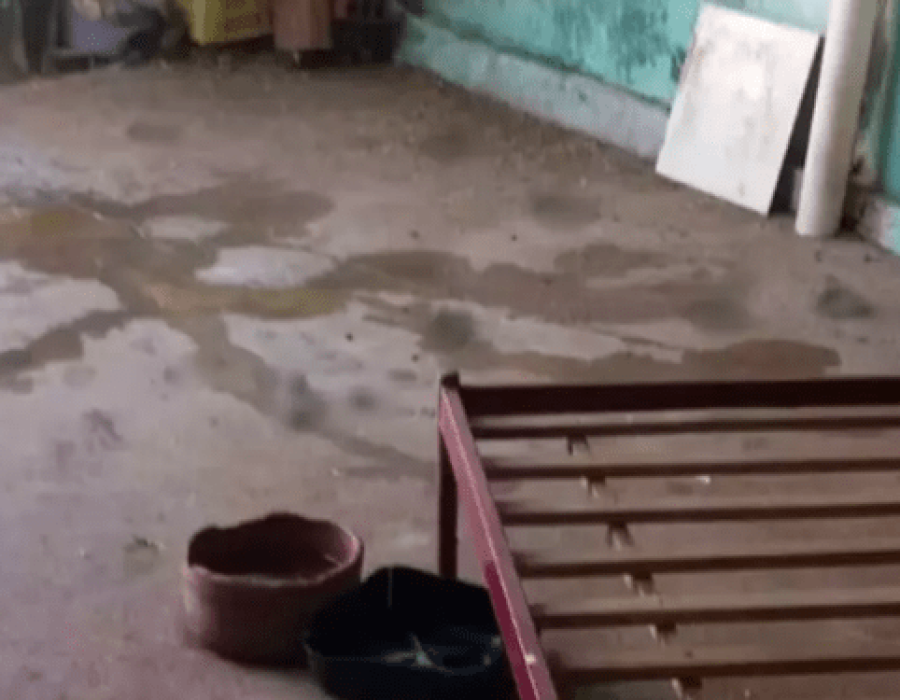 Mulher tem braço dilacerado após ser atacada por pitbull em canil clandestino de Birigui (Foto: Guarda Civil Municipal/Divulgação)