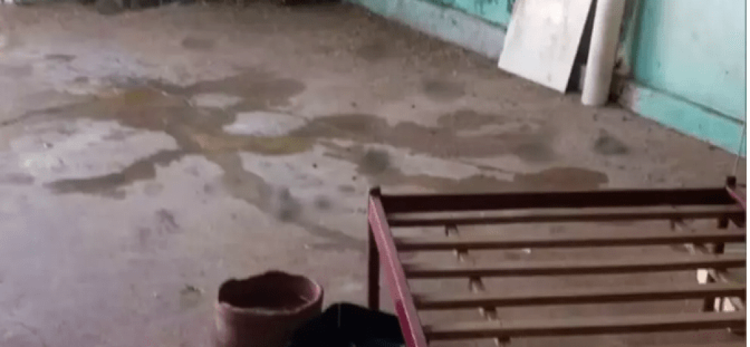 Mulher tem braço dilacerado após ser atacada por pitbull em canil clandestino de Birigui (Foto: Guarda Civil Municipal/Divulgação)