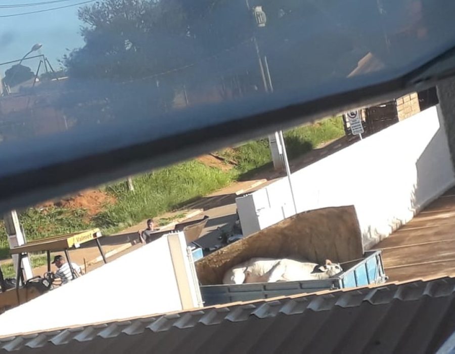 boi-escola-tatui-221121