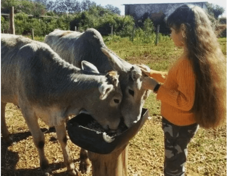 boi-morto-pilar-dosul-210923