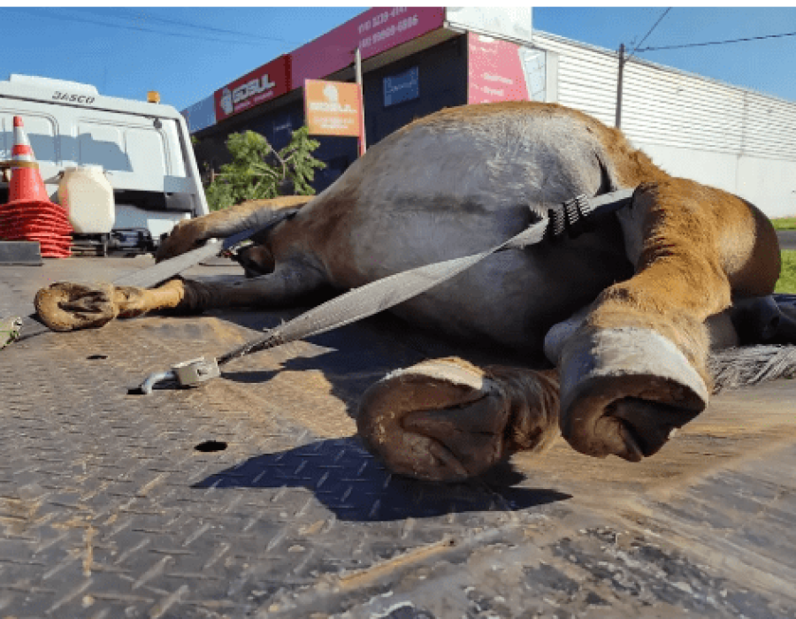burro-atropelado-bauru-220823