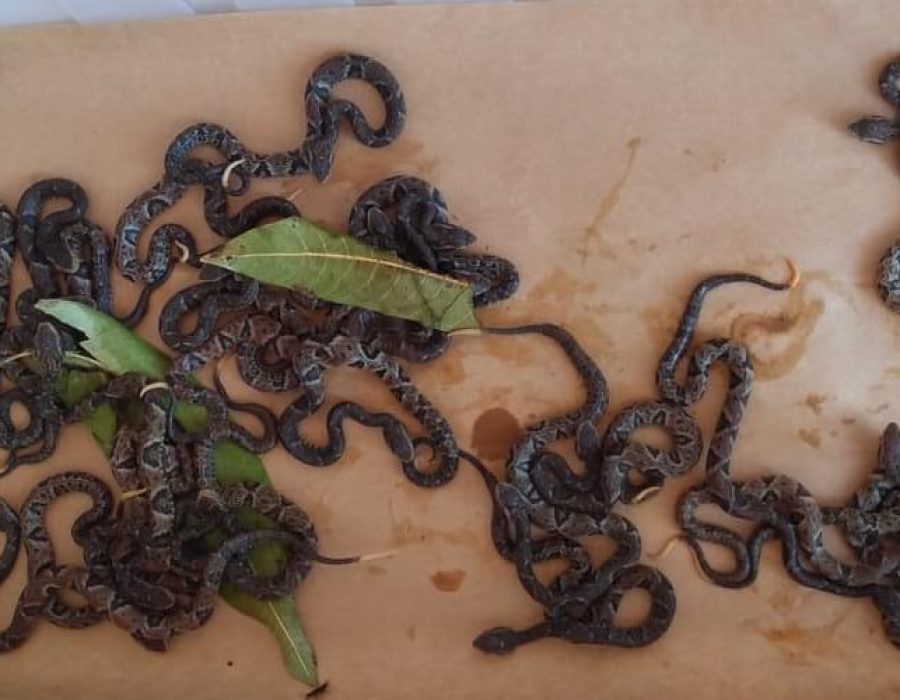 c17b979f-601c-46e6-a75d-2144a217ce20