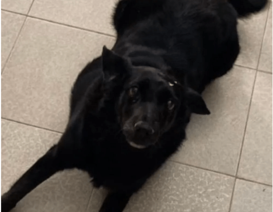 cachorra-cafe-queimada-viva-050523