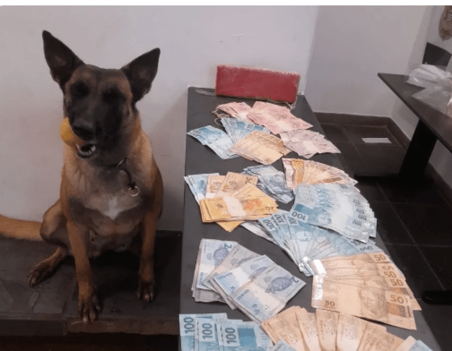 cachorra-droga-dinheiro-itapetinga-100723